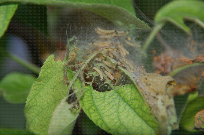 Gros nid soyeux de chenilles défoliatrices d'hyponomeutes du pommier